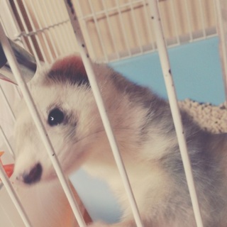 フェレットの里親募集