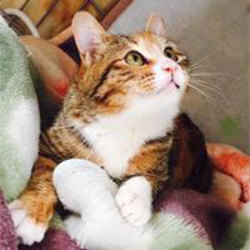 美猫～ブサカワまで！猫の譲渡会