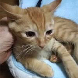 美猫～ブサカワまで！猫の譲渡会 サムネイル2