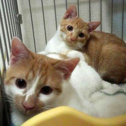 美猫～ブサカワまで！猫の譲渡会 サムネイル3