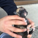 産まれたばかりの仔犬です！7匹います①