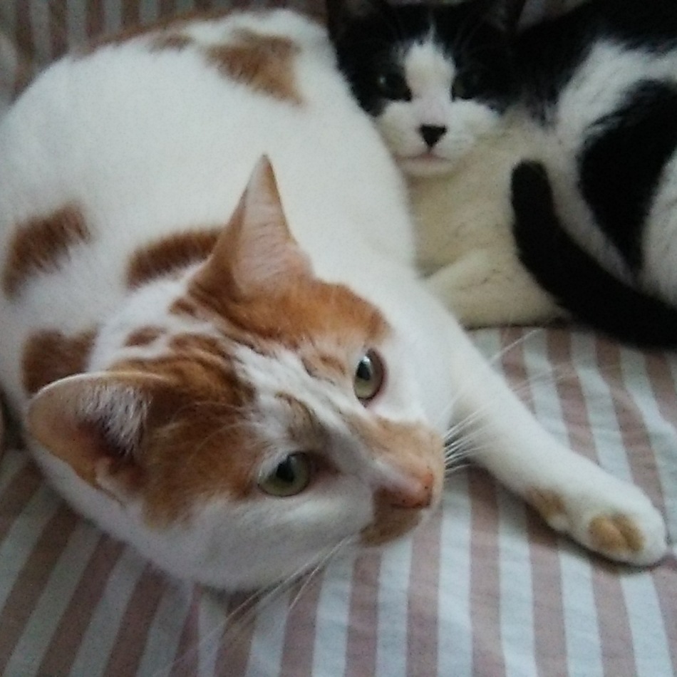 バターとベリーのカバー写真