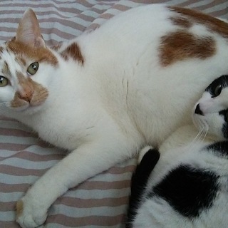 仲の良い兄妹をぜひ２頭一緒に飼ってやってください。