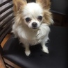 まぃちび