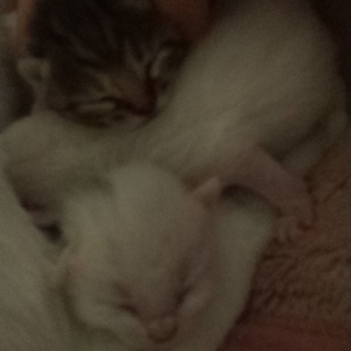 元気な子猫ちゃんのママパパになってください！！