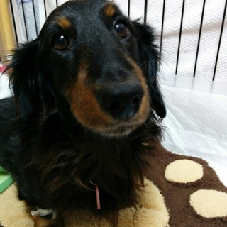 大きめダックス 4歳の男の子 仮名 力(りき)