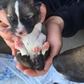 産まれたばかりの仔犬です。7匹います②