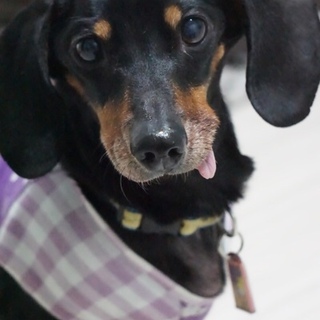 Mダックススムース　推定８歳　仮名　新（あらた）