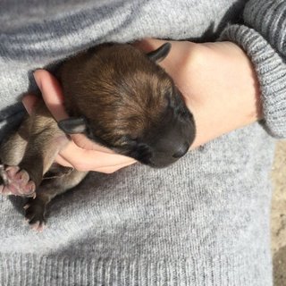 3/23生まれの子犬2匹です。