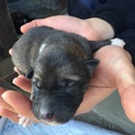 産まれたばかりの仔犬です。7匹います③