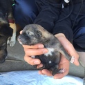 産まれたばかりの仔犬です！7匹います④