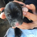 産まれたばかりの仔犬です！7匹います⑤