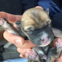 産まれたばかりの仔犬です！7匹います⑥