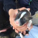 産まれたばかりの仔犬です！7匹います⑦