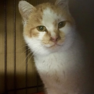 超可愛い甘えん坊の茶白モロコシ君子猫