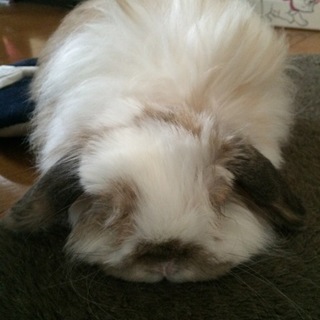 応募が多い為、一時募集終了。