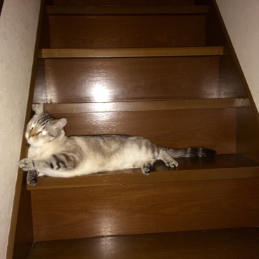 そのうち踏まれるよ