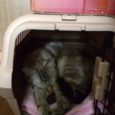 どこでも寝るよ