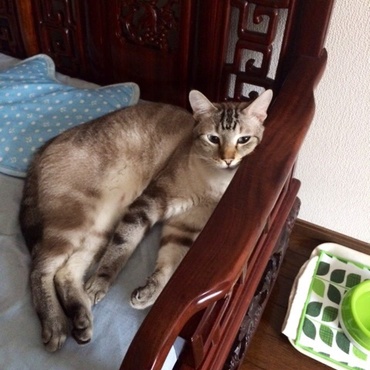 お父さんの日曜日？ 夏