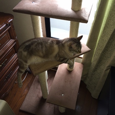 後ろ足びろーん   おくつろぎ