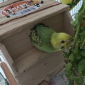 セキセイインコのヒナ