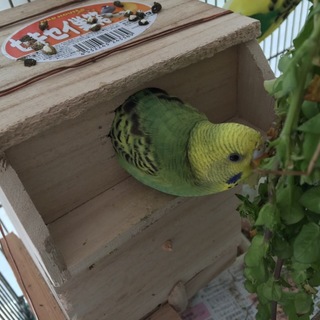 セキセイインコのヒナ