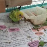 セキセイインコのヒナ サムネイル2
