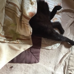 かさかか隠して尻かくさす