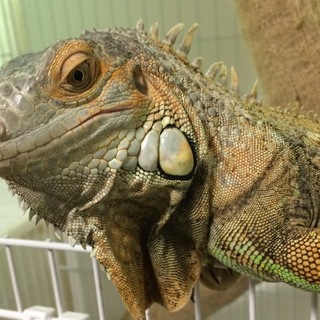イグアナ。一時募集を締め切らせていただきます。