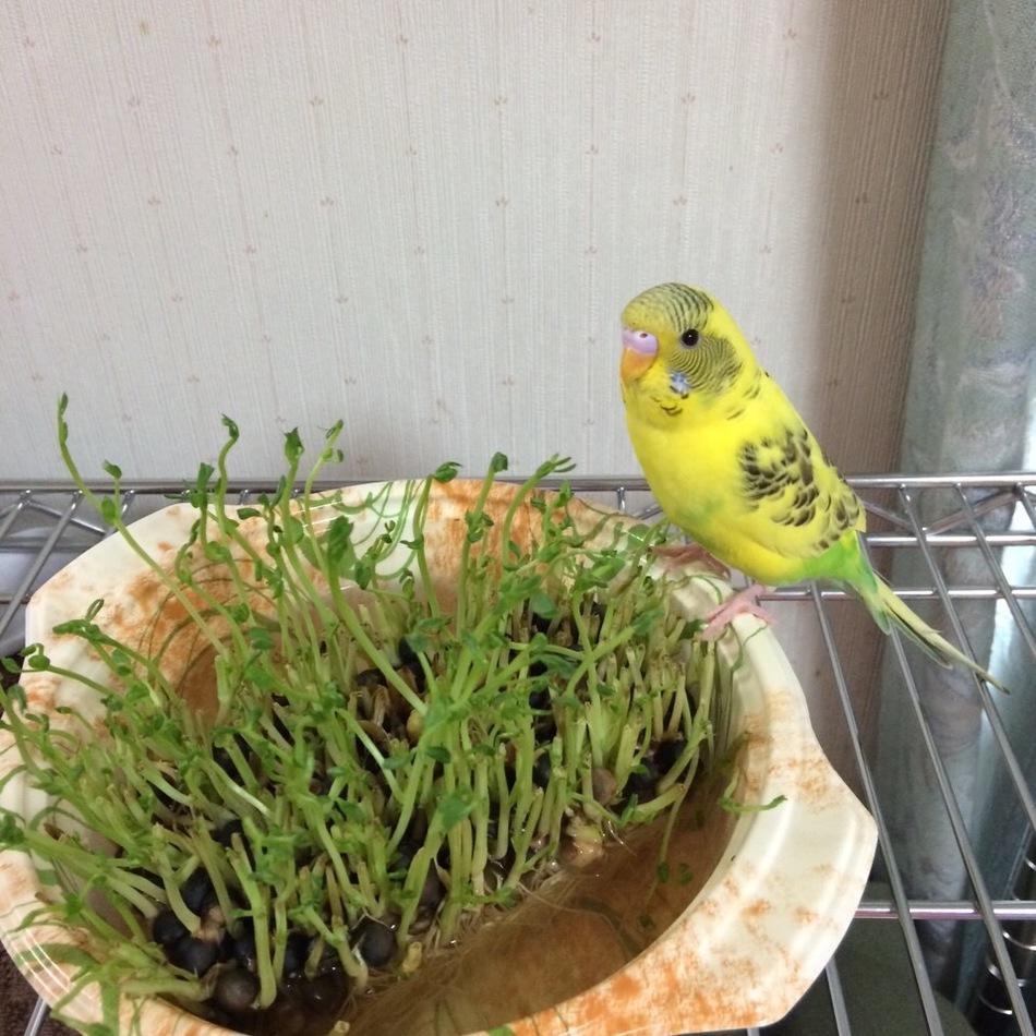 南太朗のカバー写真