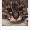 mozza