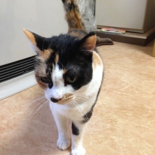 里親の募集です