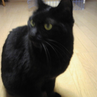 とっても大人しい男の子3歳