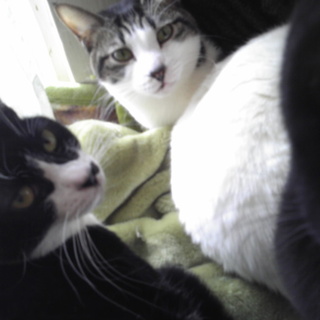 【お願いします】去勢済  やんちゃな男の子2歳