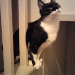 【ありがとうございました】シッポの長いナッツくん