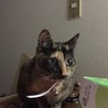 の写真