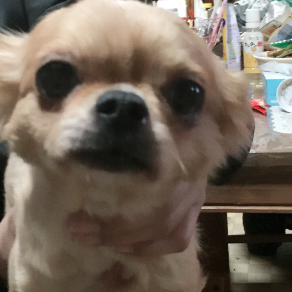 りきぱぱのカバー写真