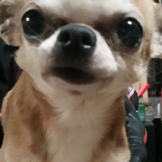 とても可愛いい子です