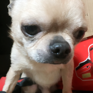 可愛いい子です