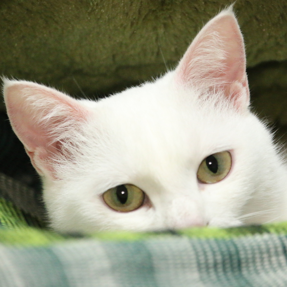 あんずのカバー写真