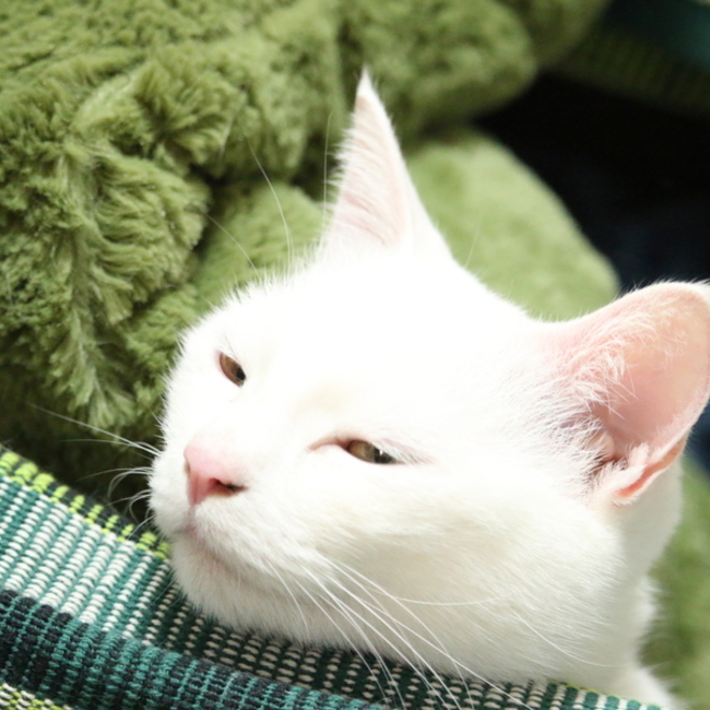 長瀬川のカバー写真