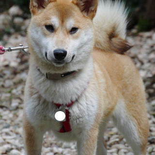 従順な女の子、柴MIXのちよです。