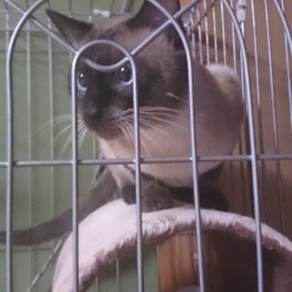 人懐こいオス猫（２才）里親募集中です。