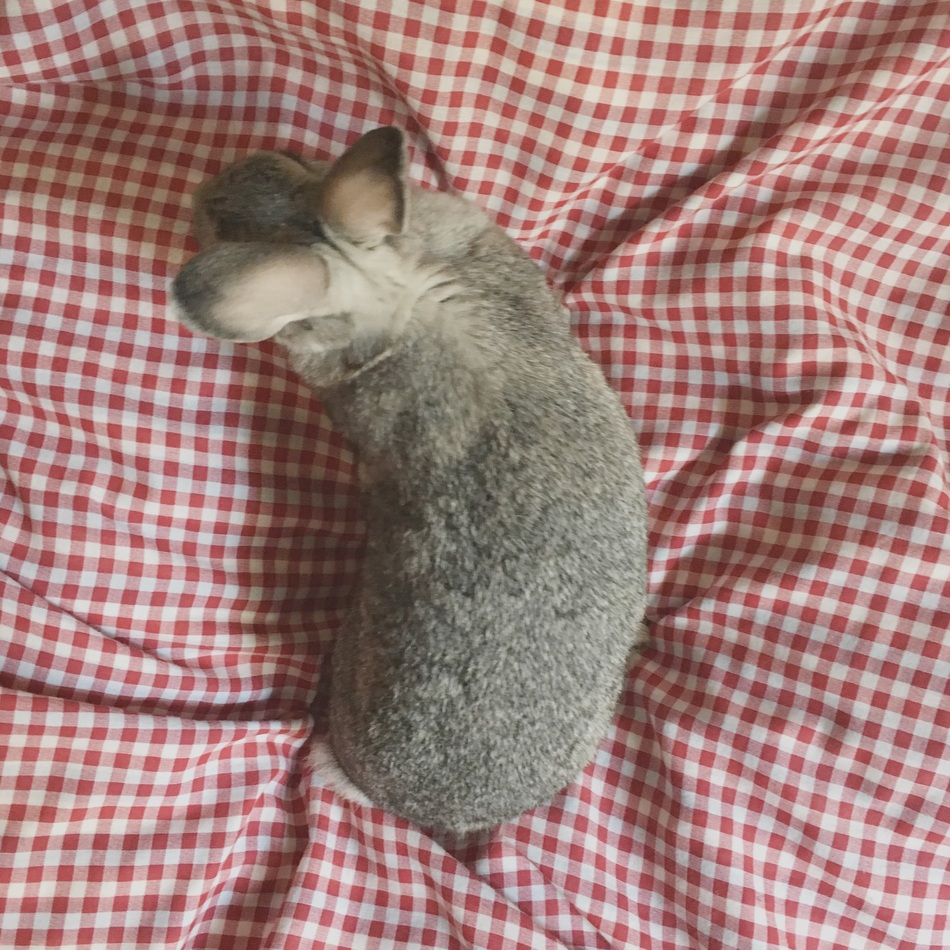 にのちゃんのカバー写真