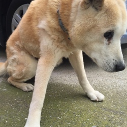 「老犬アポロが天に召されました」サムネイル2