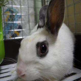 寺小屋保護っ子★コマくん★2015.7月生まれ