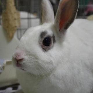 寺小屋保護っ子★ポルくん★