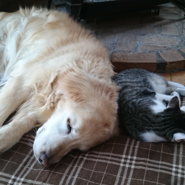 ハル担のカバー写真