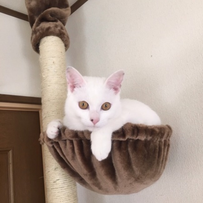 ねこらす♥︎⍤⃝のカバー写真