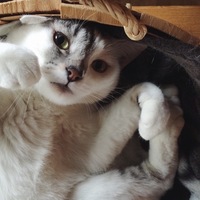 アッシュ